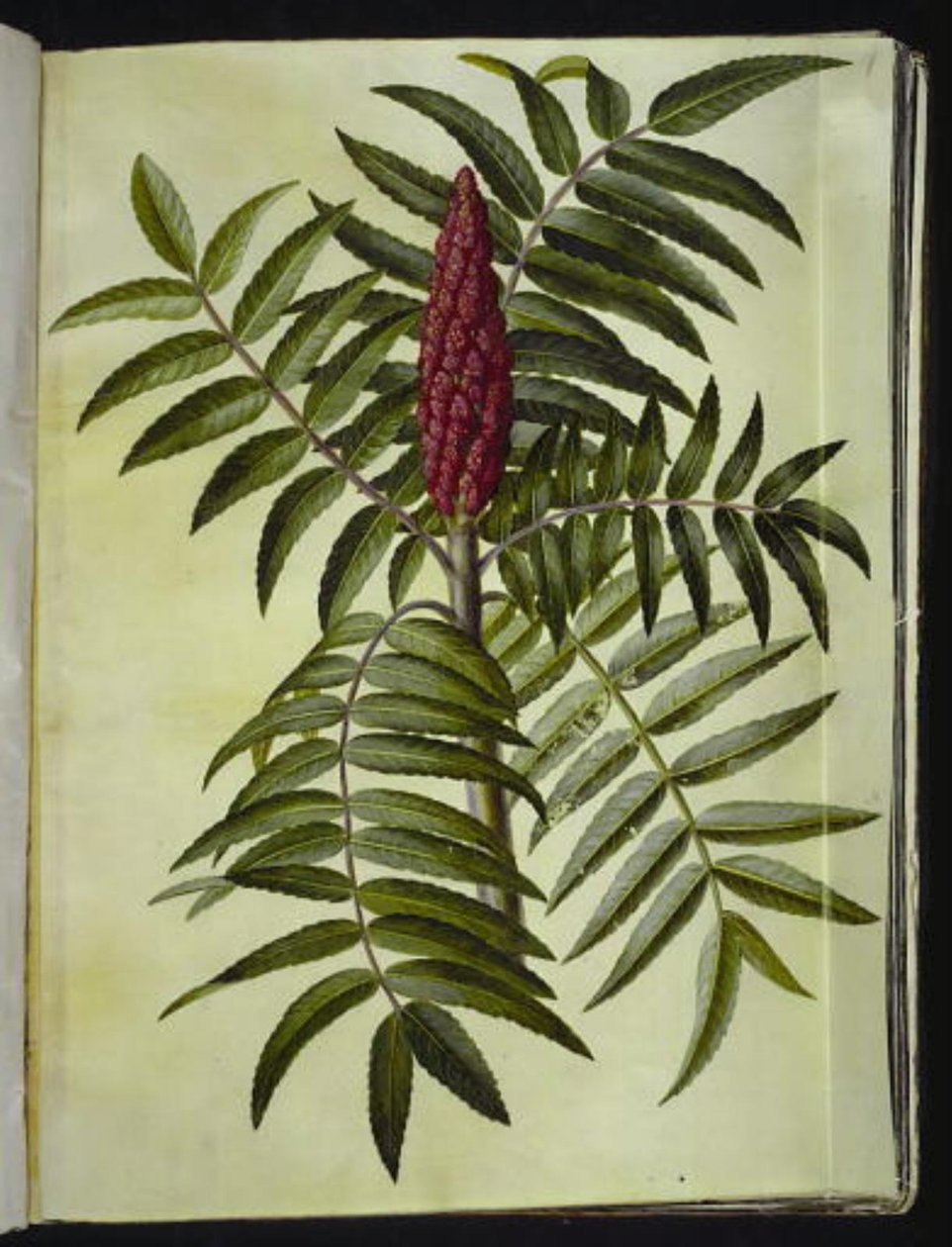 Rhus typhina (fluweelboom) door Hans Simon Holtzbecker