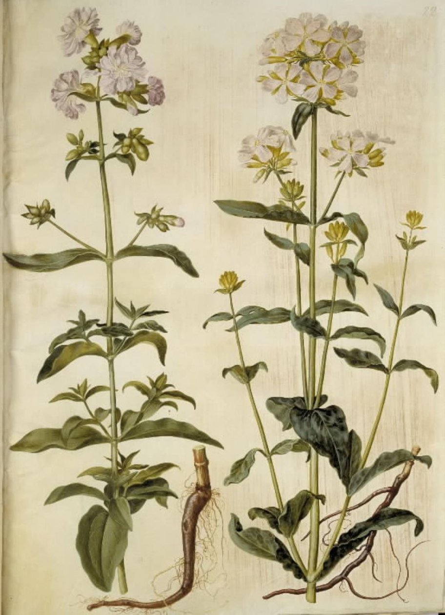 Saponaria officinalis (gewone zeepkruid) door Hans Simon Holtzbecker