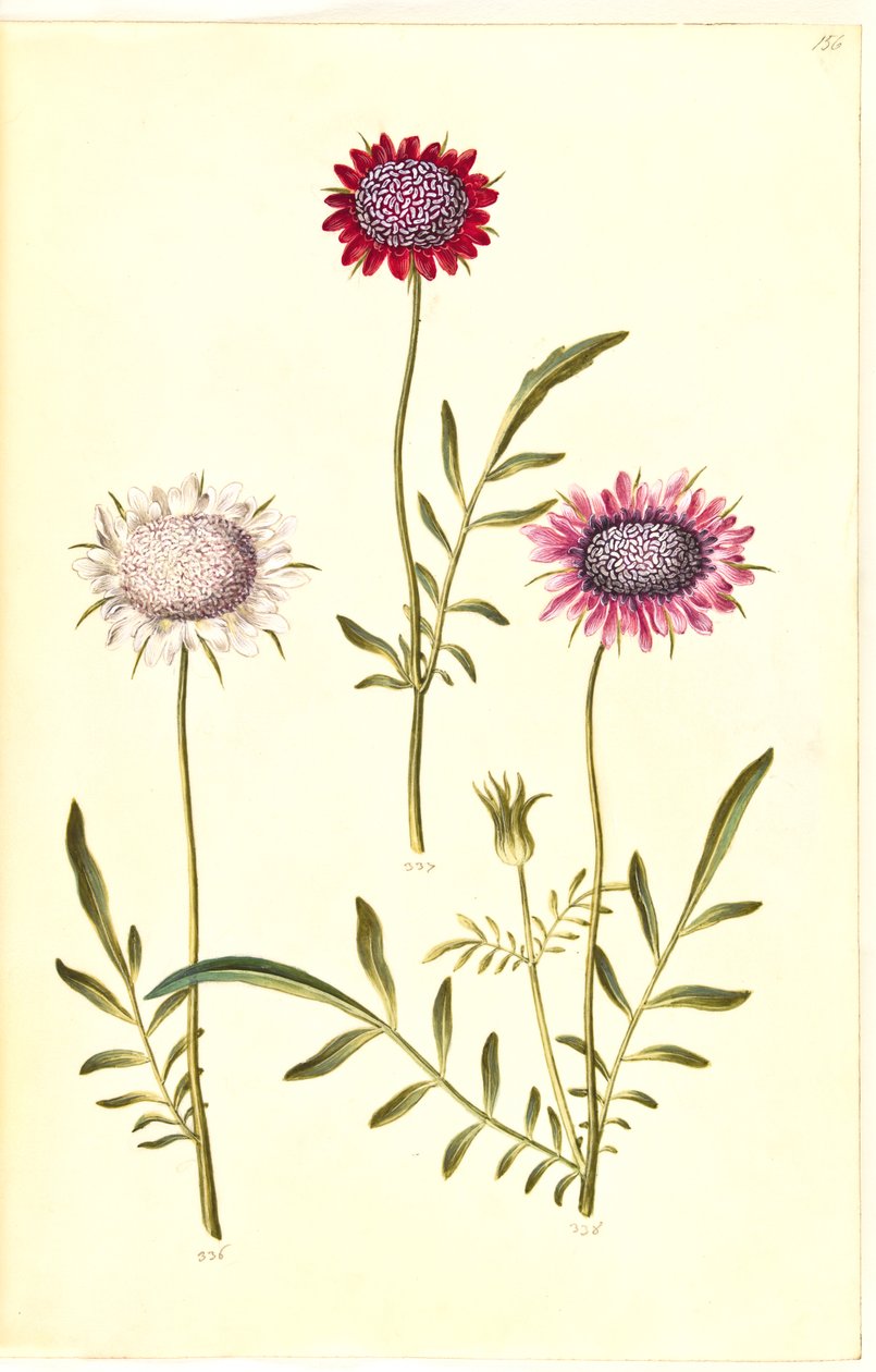 Scabiosa atropurpurea (weduwenbloem) door Hans Simon Holtzbecker
