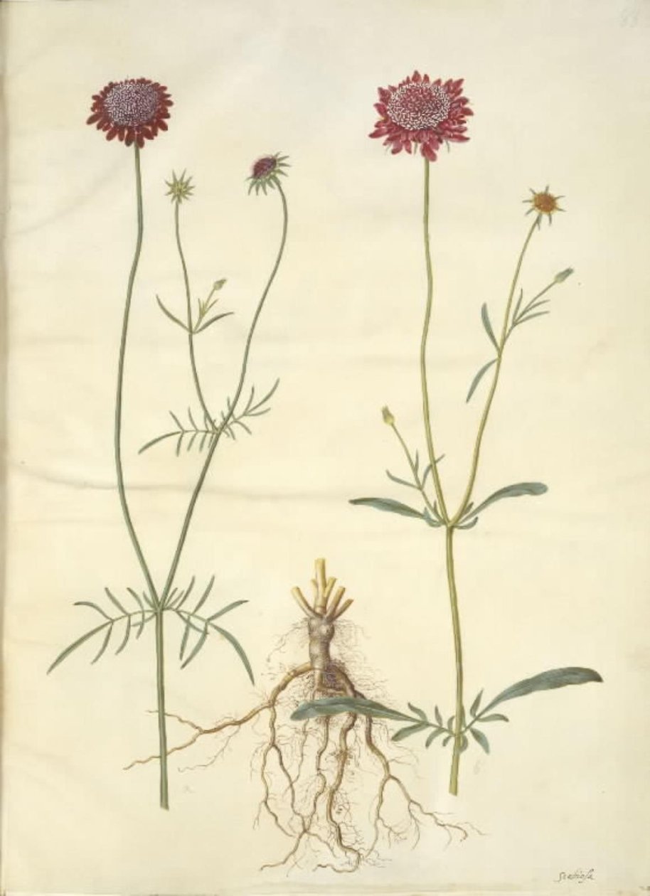 Scabiosa atropurpurea (enkeblomst) door Hans Simon Holtzbecker