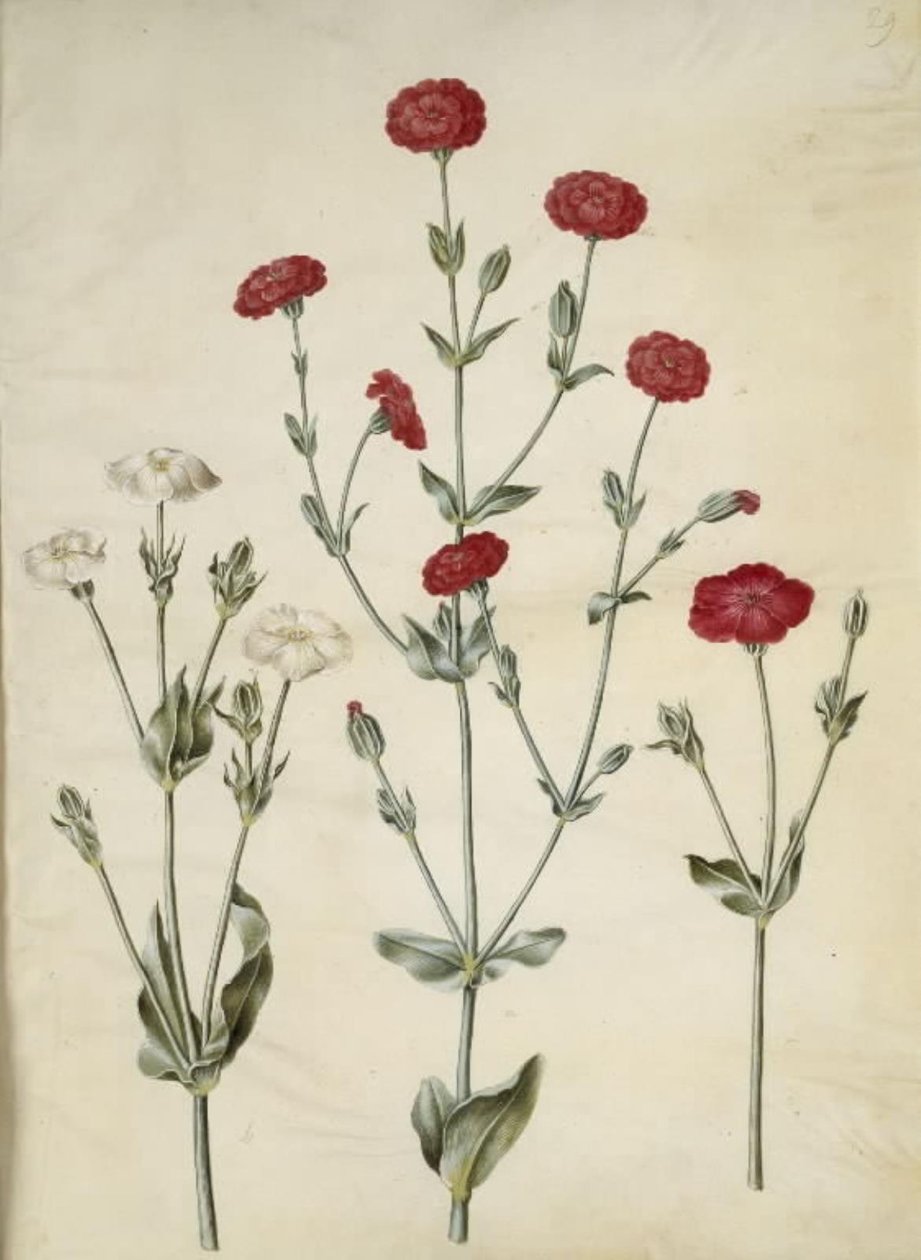 Silene coronaria (kroon-lijmkruid) door Hans Simon Holtzbecker