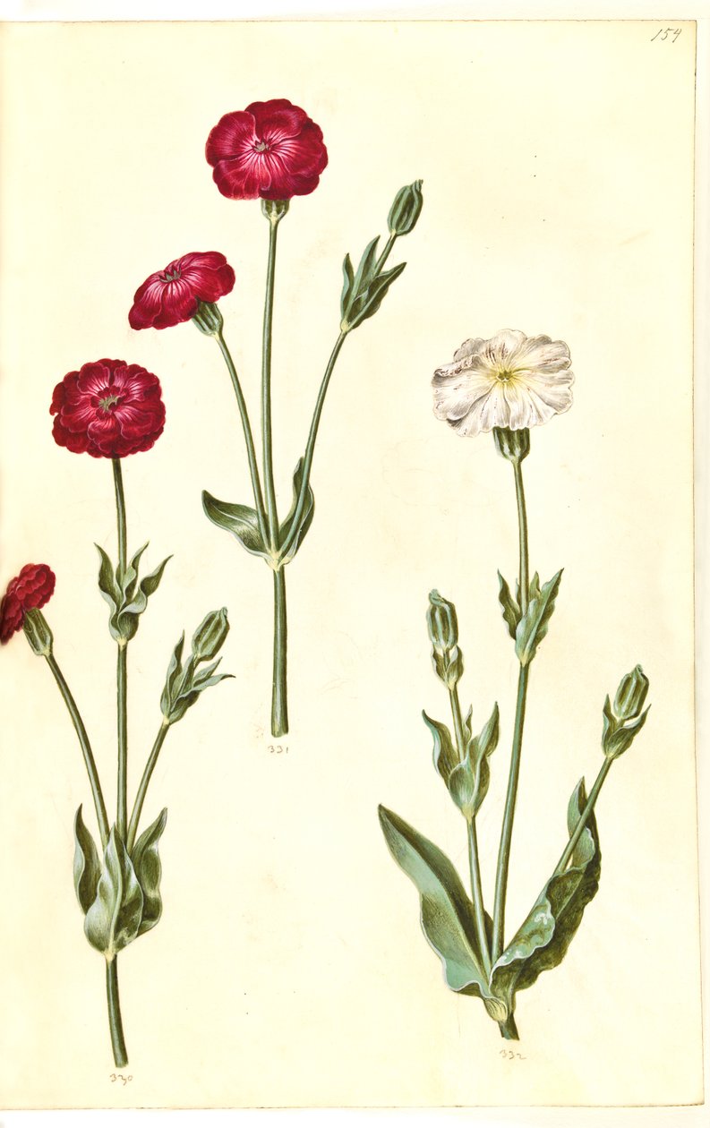 Silene coronaria (krone-limurt) door Hans Simon Holtzbecker