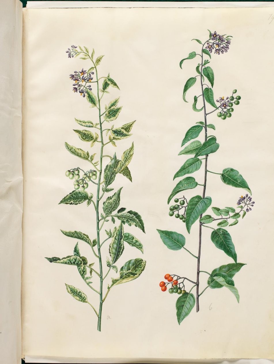 Solanum dulcamara (bitterzoete nachtschade) door Hans Simon Holtzbecker