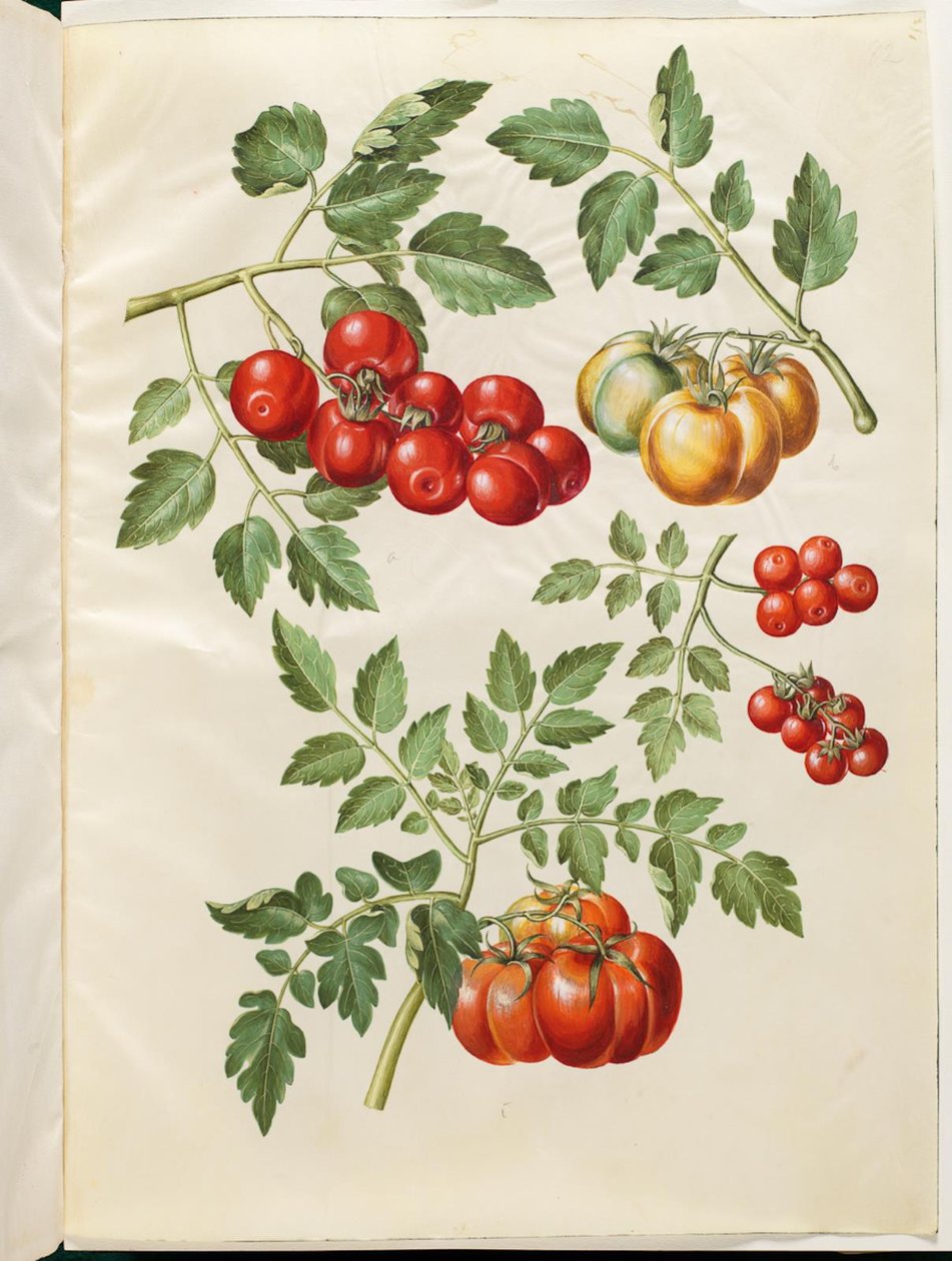 Solanum lycopersicum L. (gewone tomaat) door Hans Simon Holtzbecker