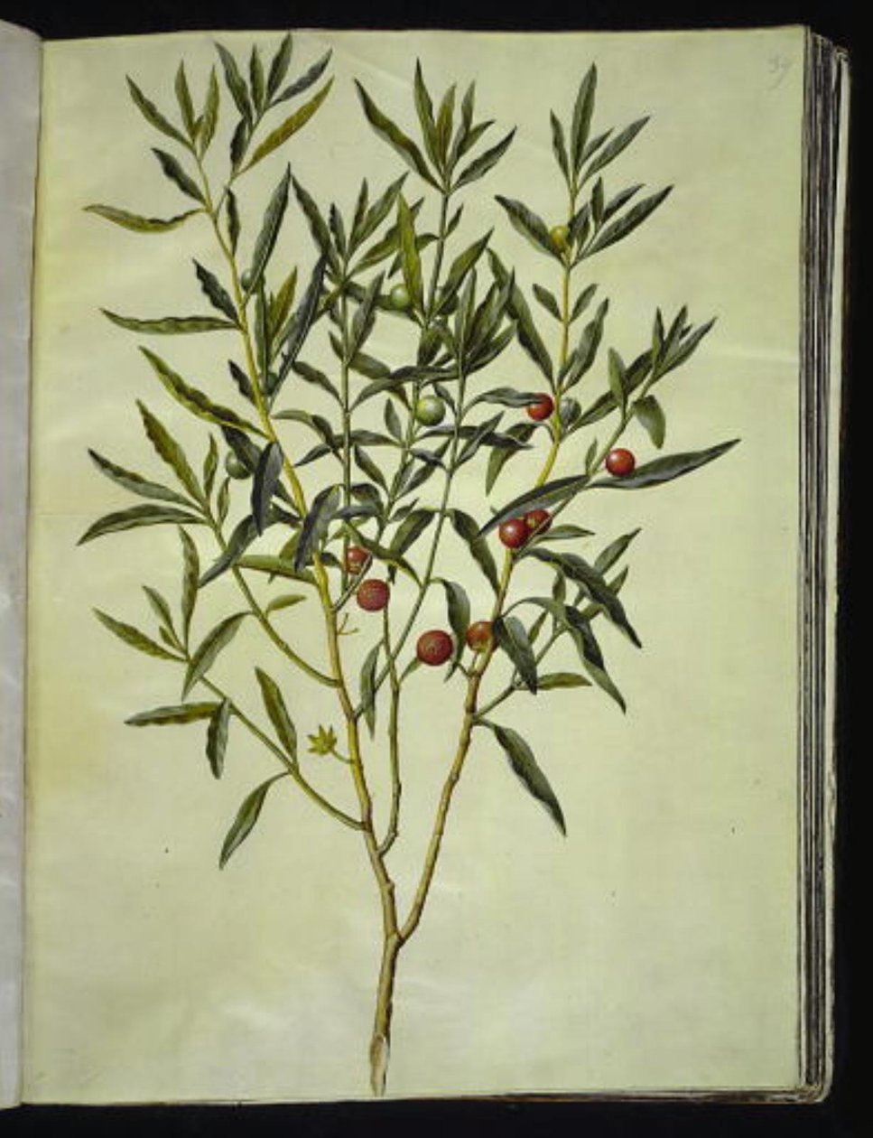 Solanum pseudocapsicum (Jeruzalem-koraalbes) door Hans Simon Holtzbecker