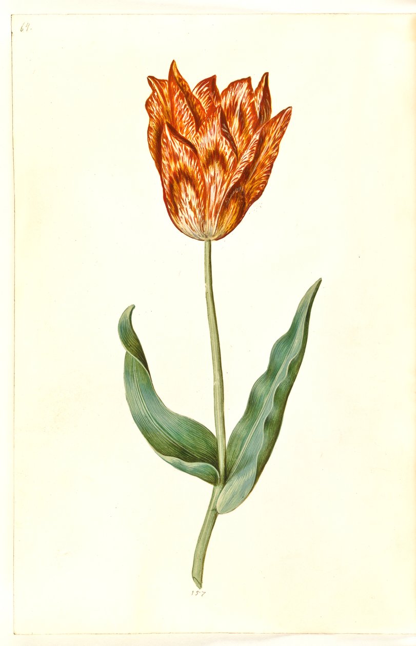 Tulipa gesneriana (tuin-tulp) door Hans Simon Holtzbecker