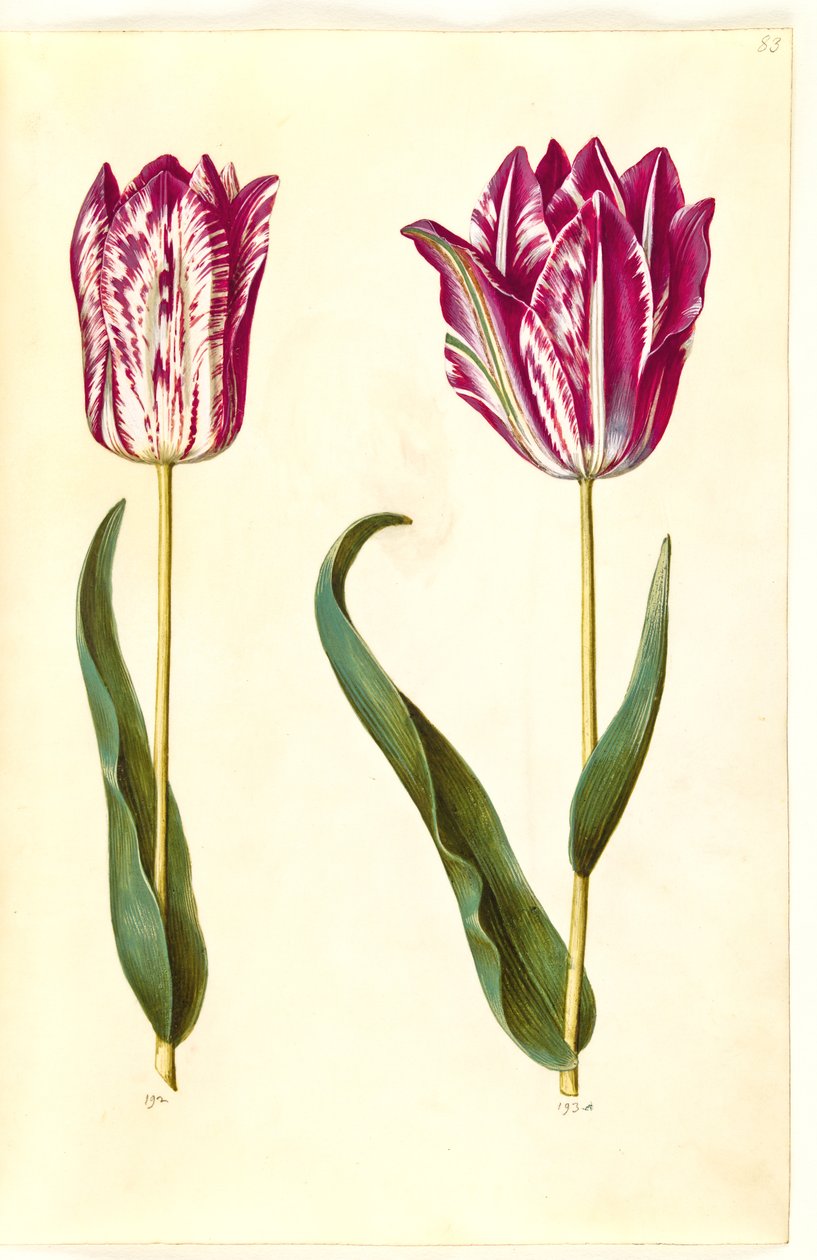 Tulipa gesneriana (tuin-tulp) door Hans Simon Holtzbecker