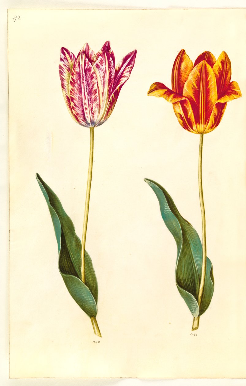 Tulipa gesneriana (tuin-tulp) door Hans Simon Holtzbecker