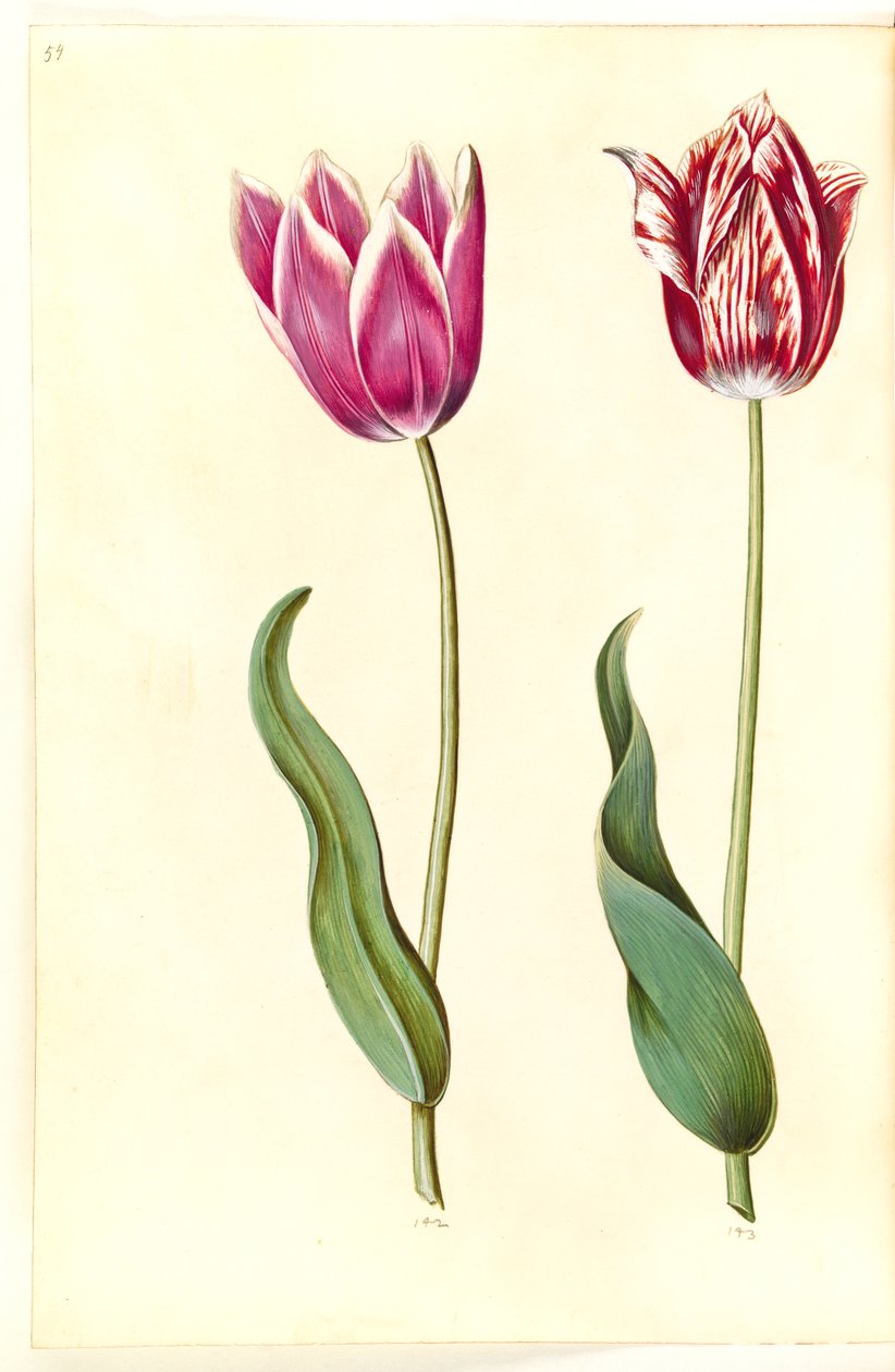 Tulipa gesneriana (tuin-tulp) door Hans Simon Holtzbecker