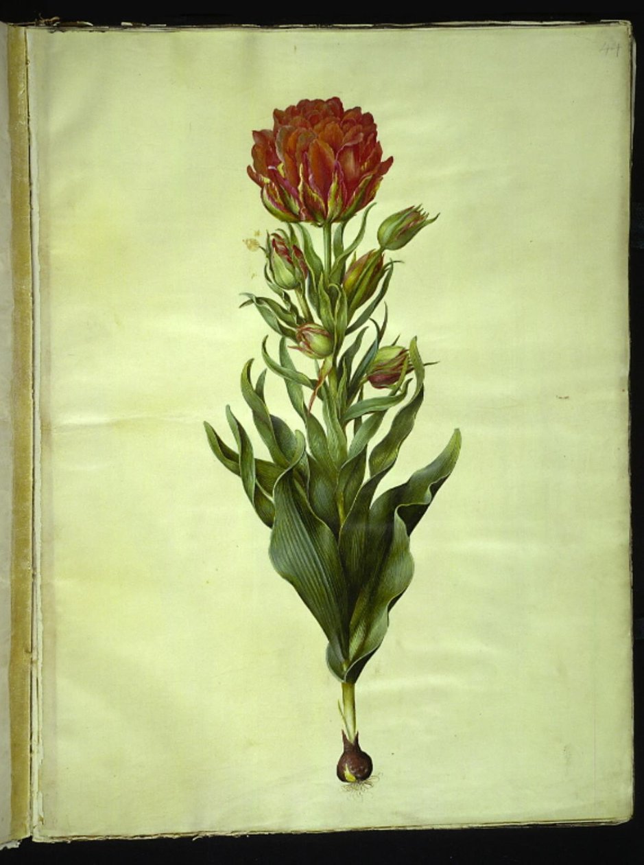 Tulipa gesneriana (tuin-tulp) door Hans Simon Holtzbecker
