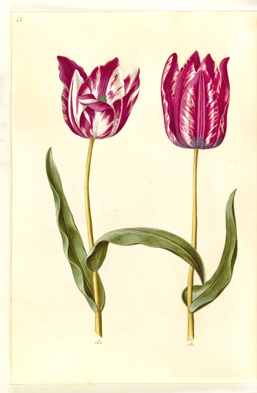 Tulipa gesneriana (tuin-tulp) door Hans Simon Holtzbecker