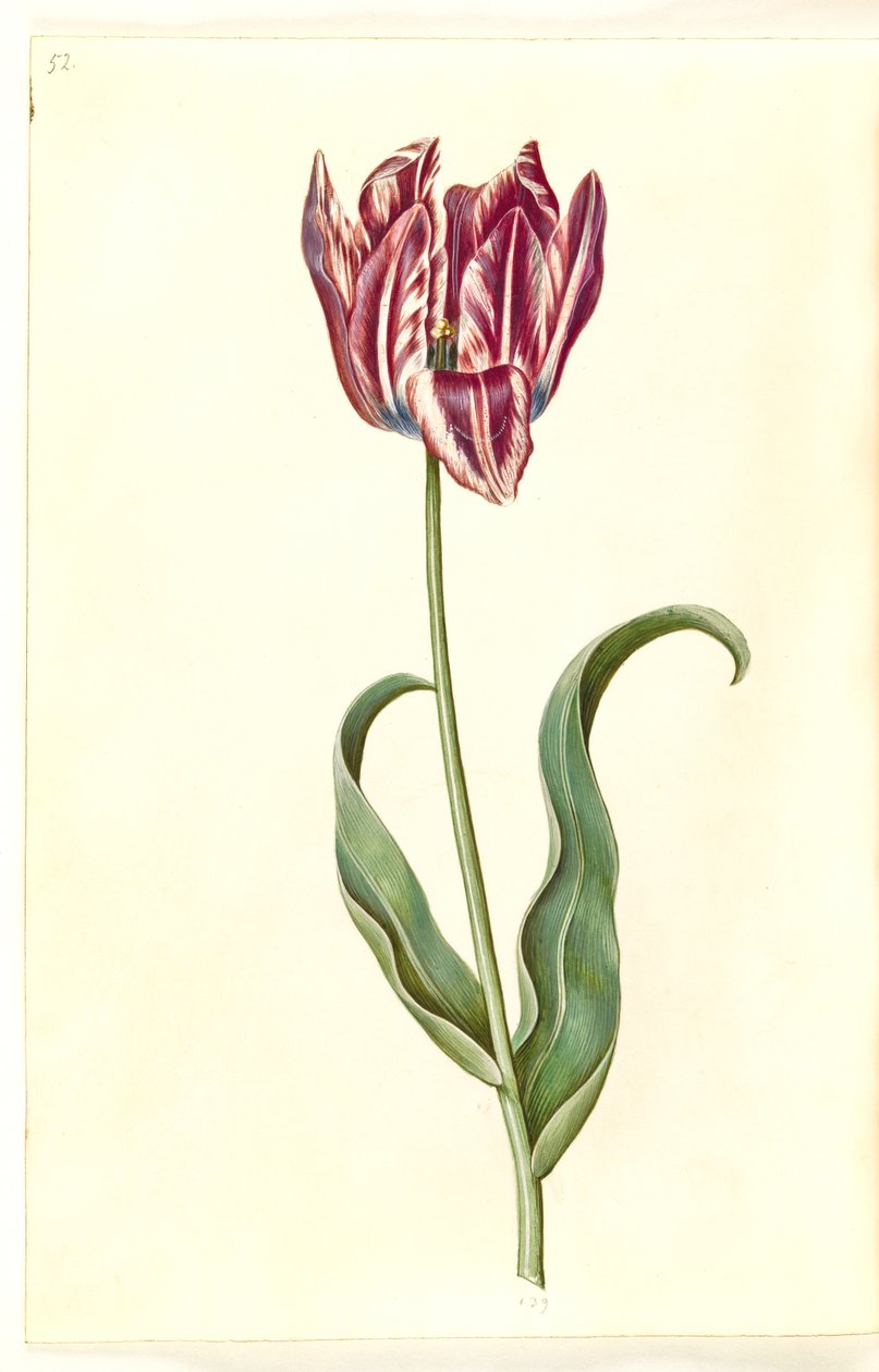 Tulipa gesneriana (tuin-tulp) door Hans Simon Holtzbecker