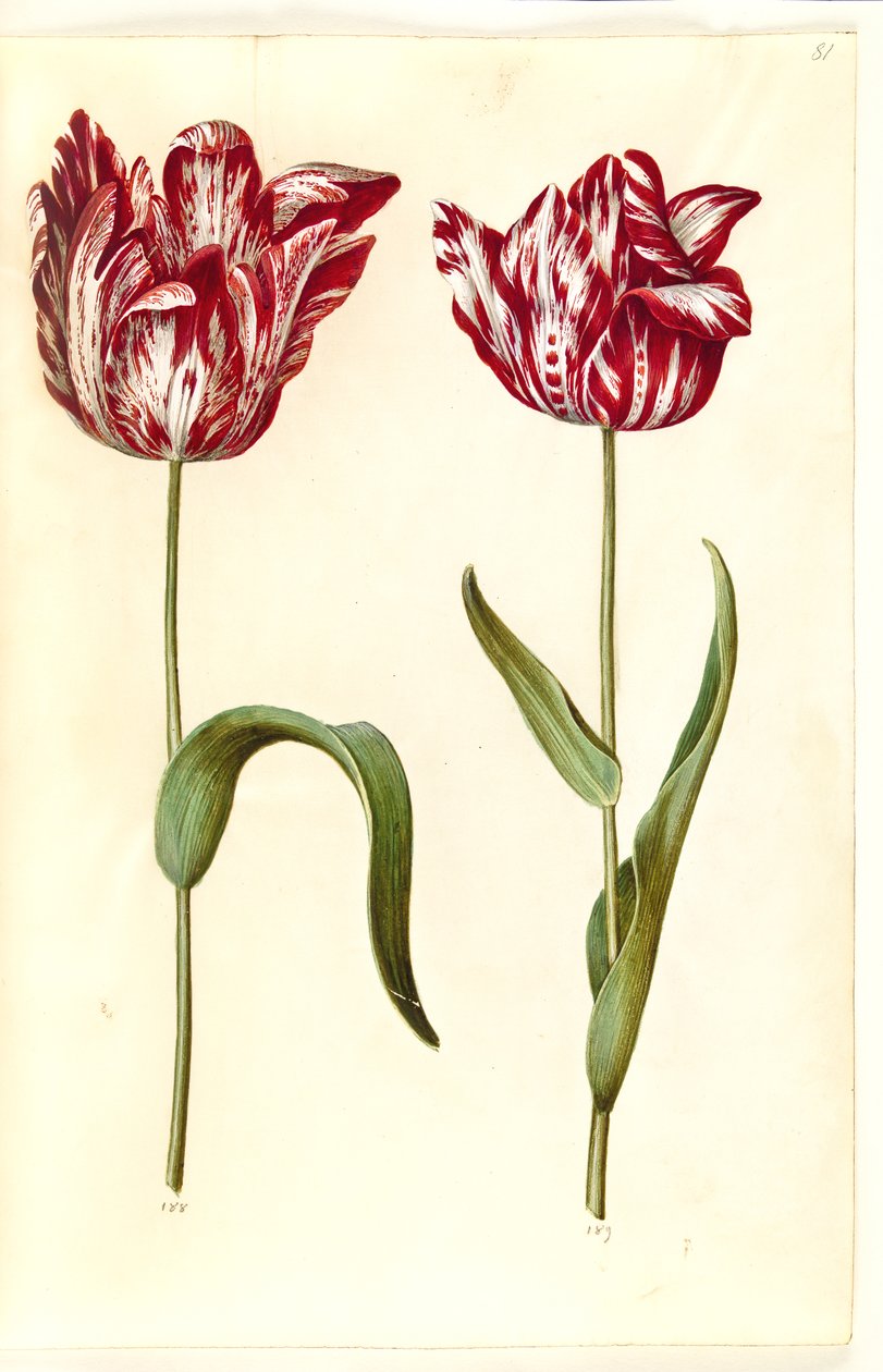 Tulipa gesneriana (tuin-tulp) door Hans Simon Holtzbecker