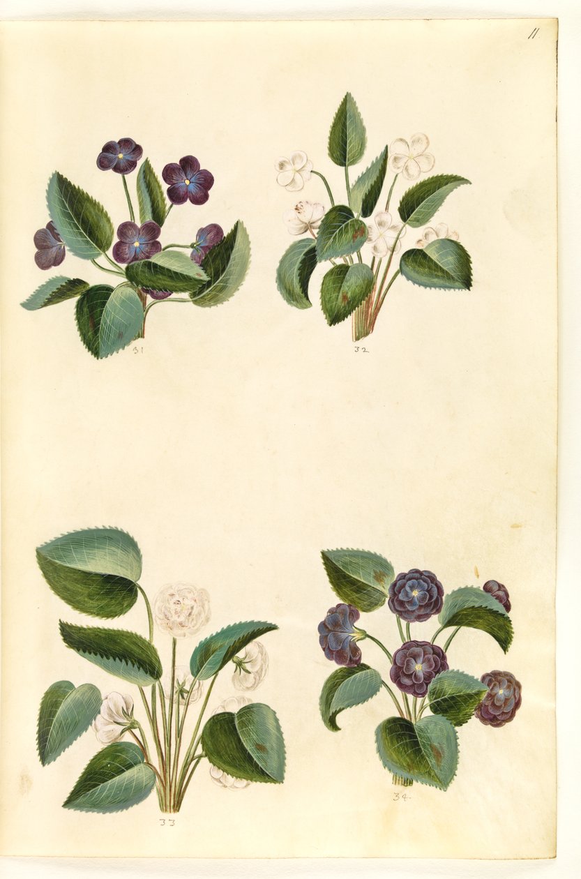 Viola odorata (maartse viooltje) door Hans Simon Holtzbecker