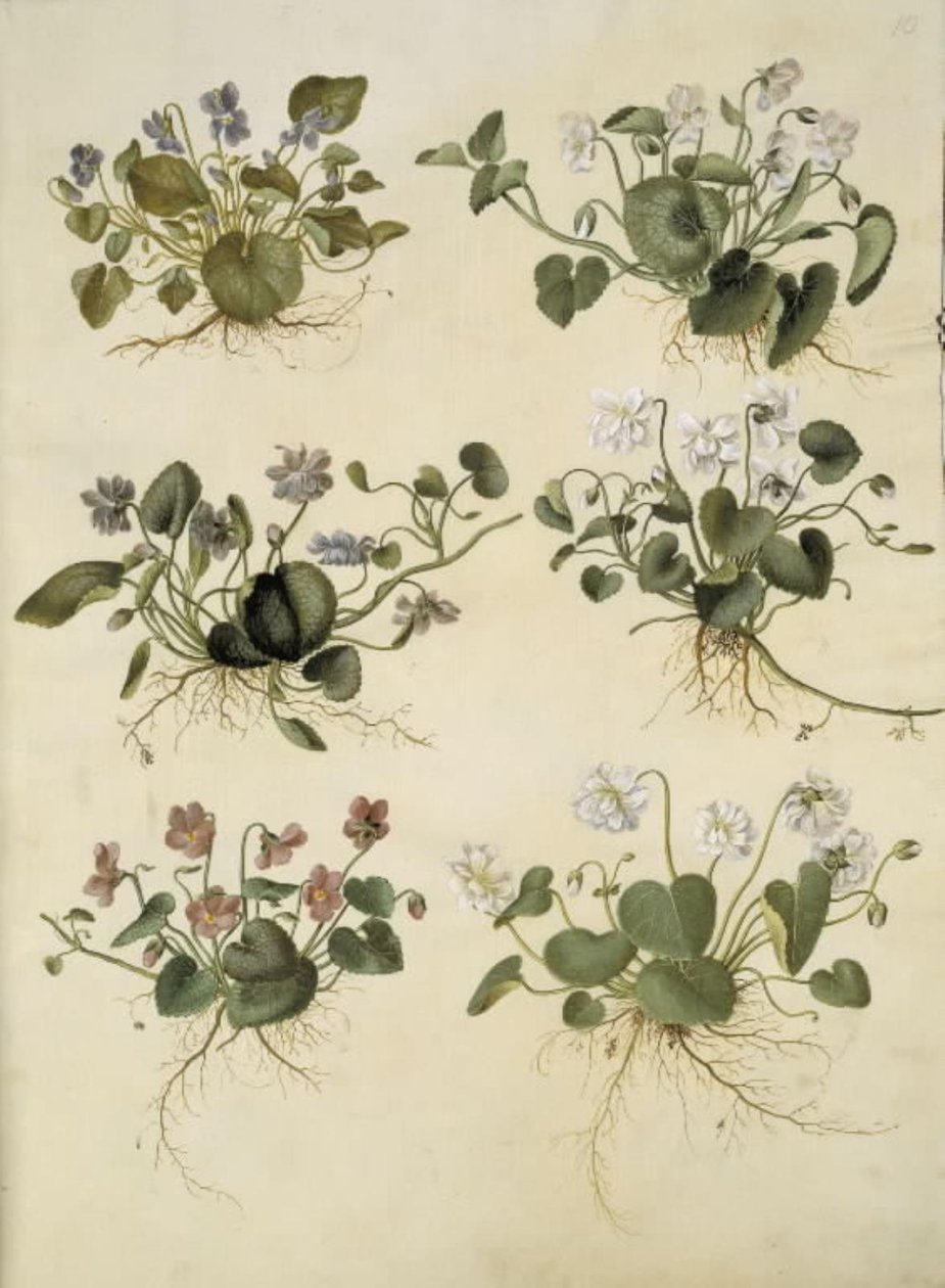 Viola odorata (maarts viooltje) door Hans Simon Holtzbecker