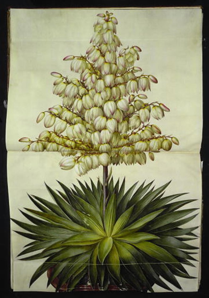 Yucca gloriosa (pracht-palmlelie) door Hans Simon Holtzbecker