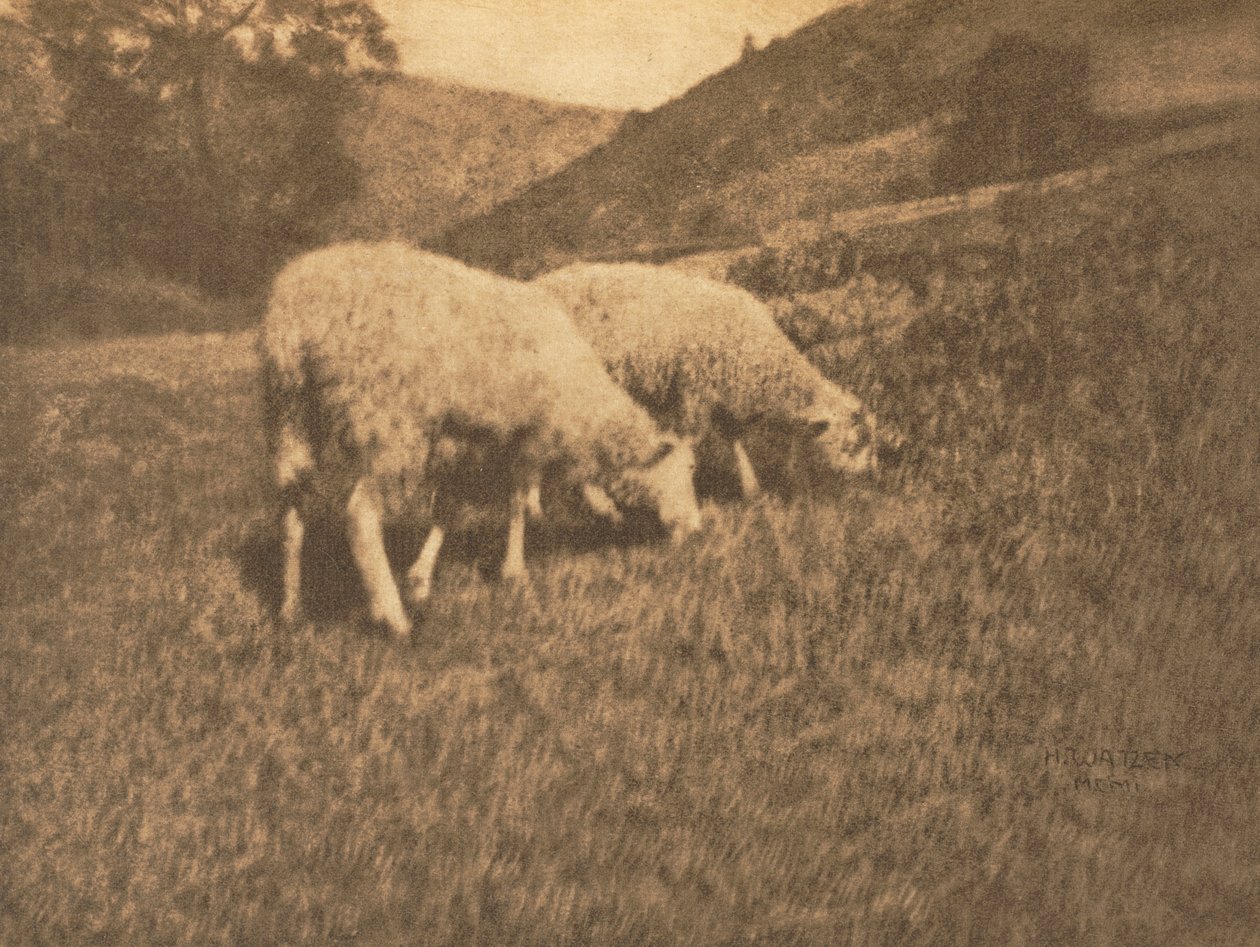 Schapen door Hans Watzek