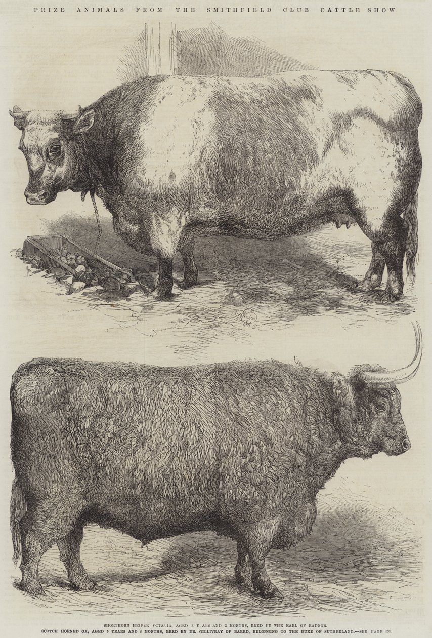 Prijsdieren van de Smithfield Club Cattle Show door Harrison William Weir