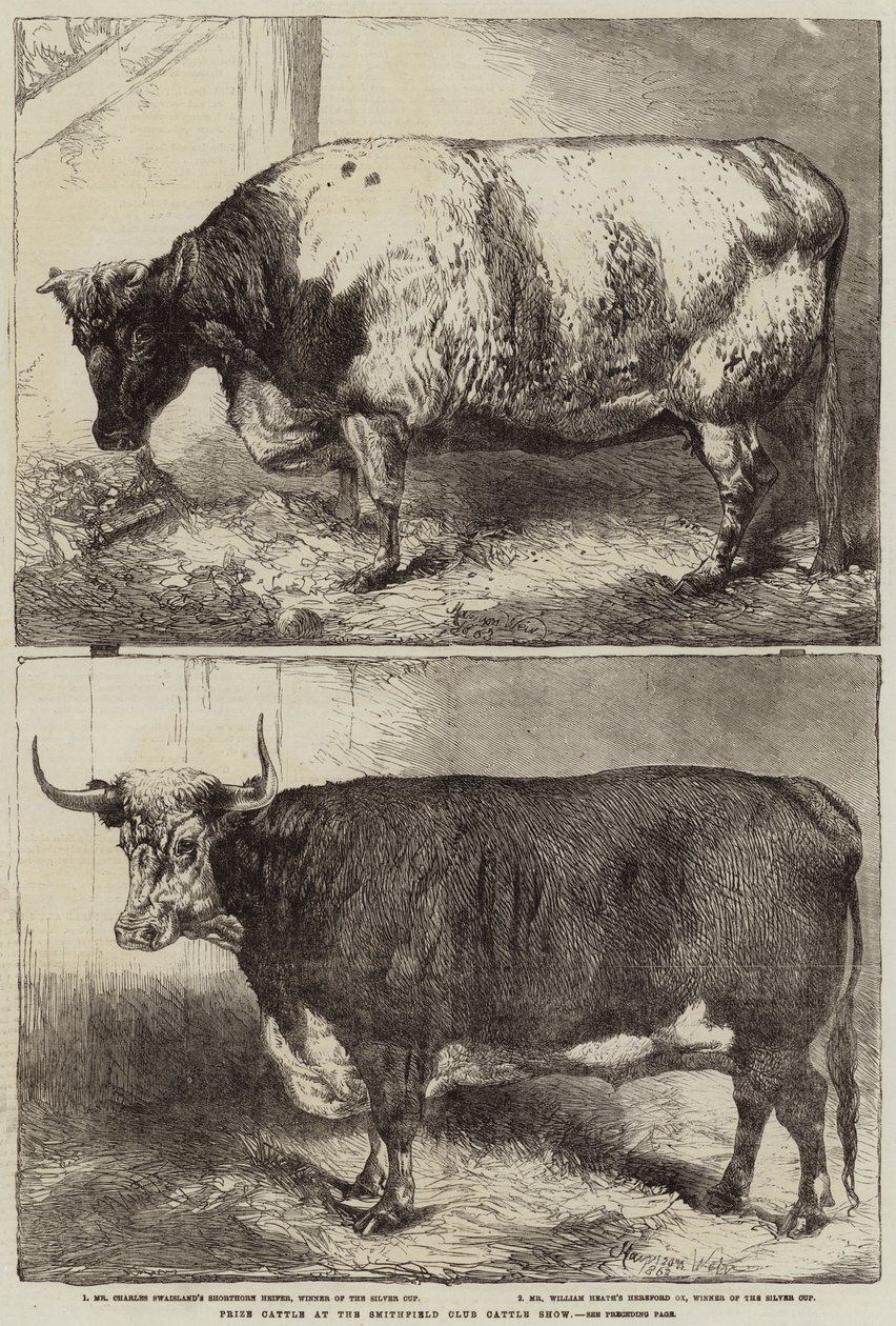 Prijsvee op de Smithfield Club Cattle Show door Harrison William Weir