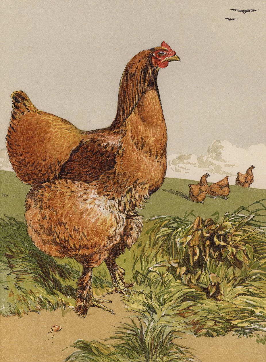 Kaneel Cochin Hen door Harrison William Weir