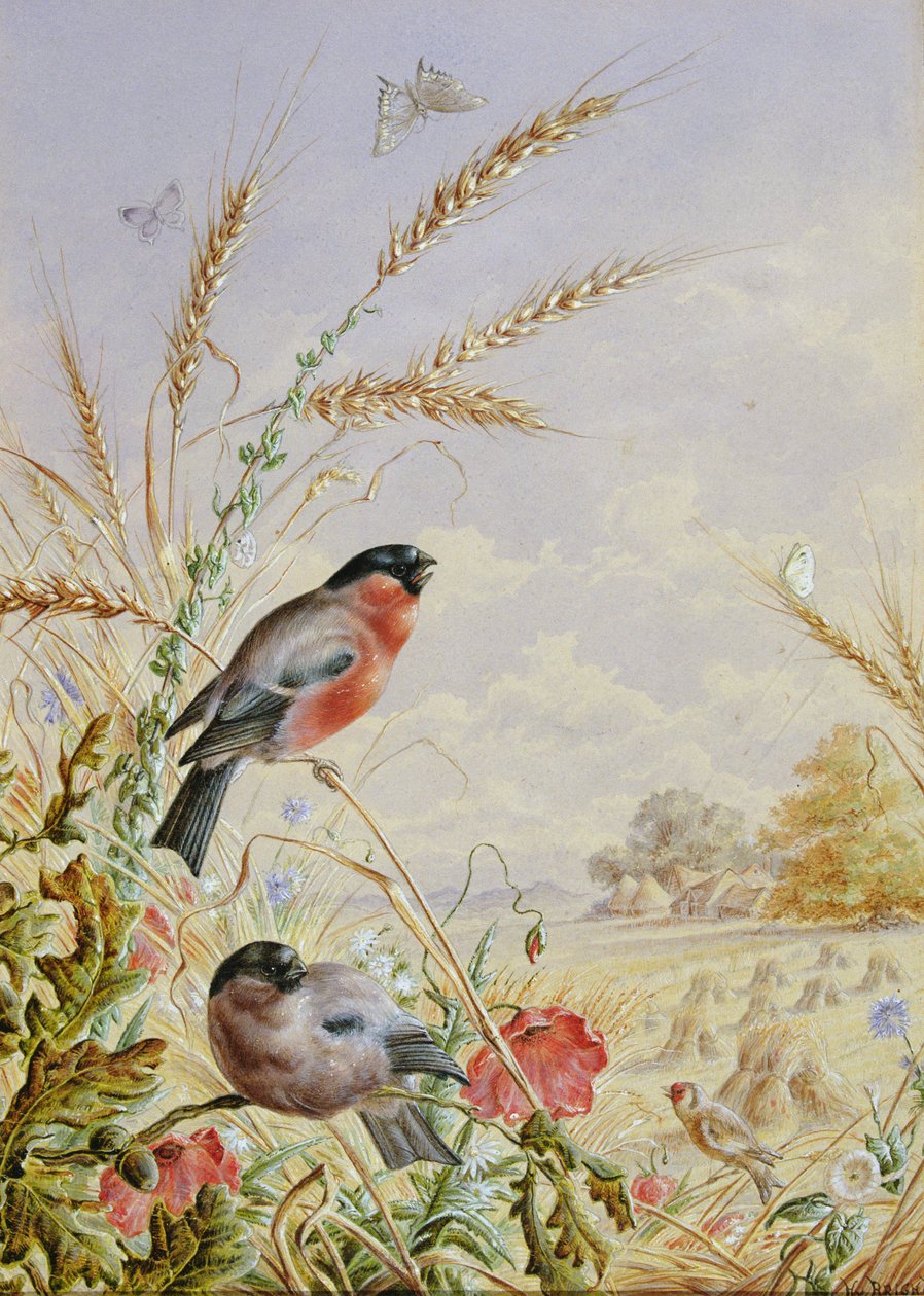 Goudvinken in een oogstveld door Harry Bright
