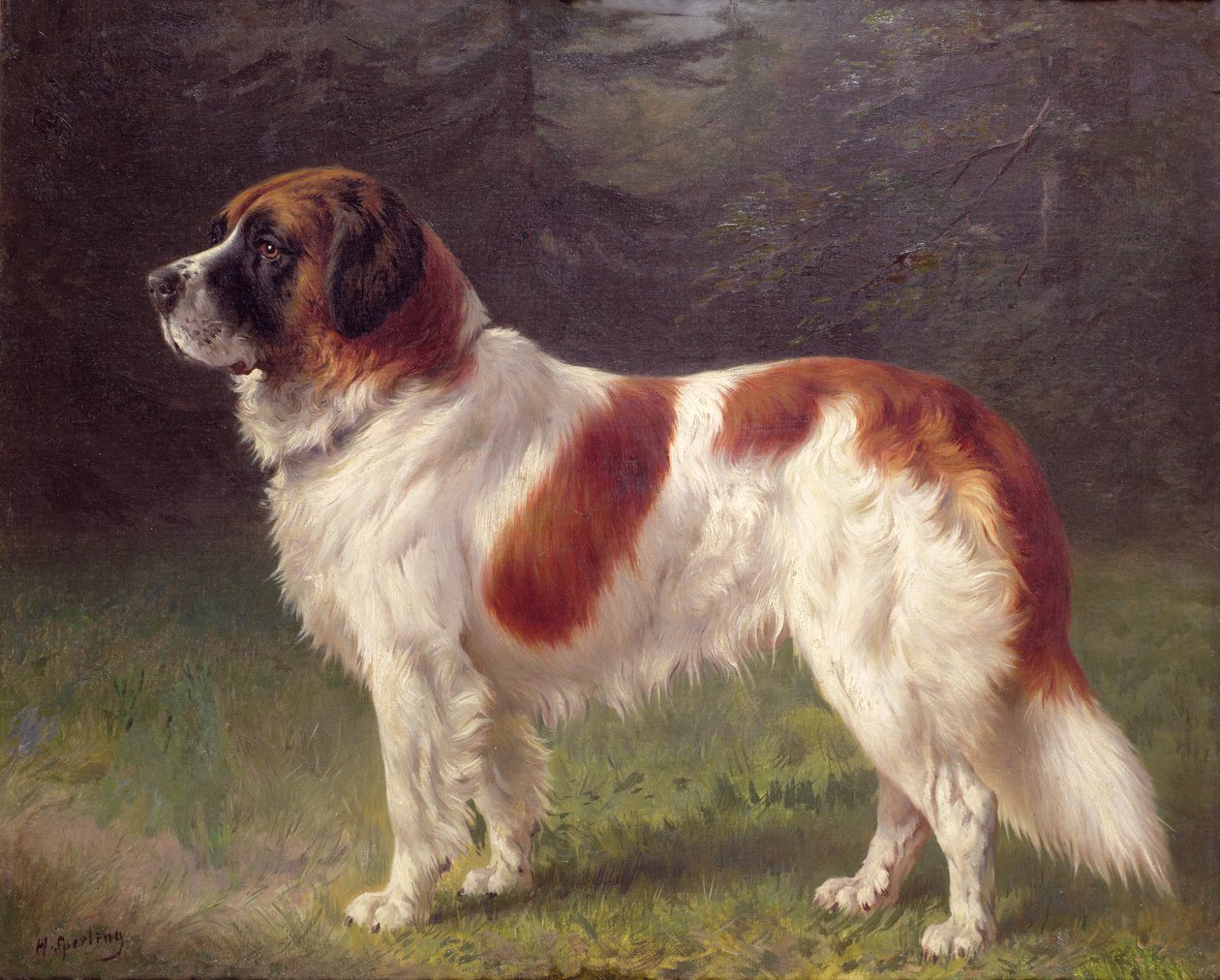 St. Bernard door Heinrich Sperling