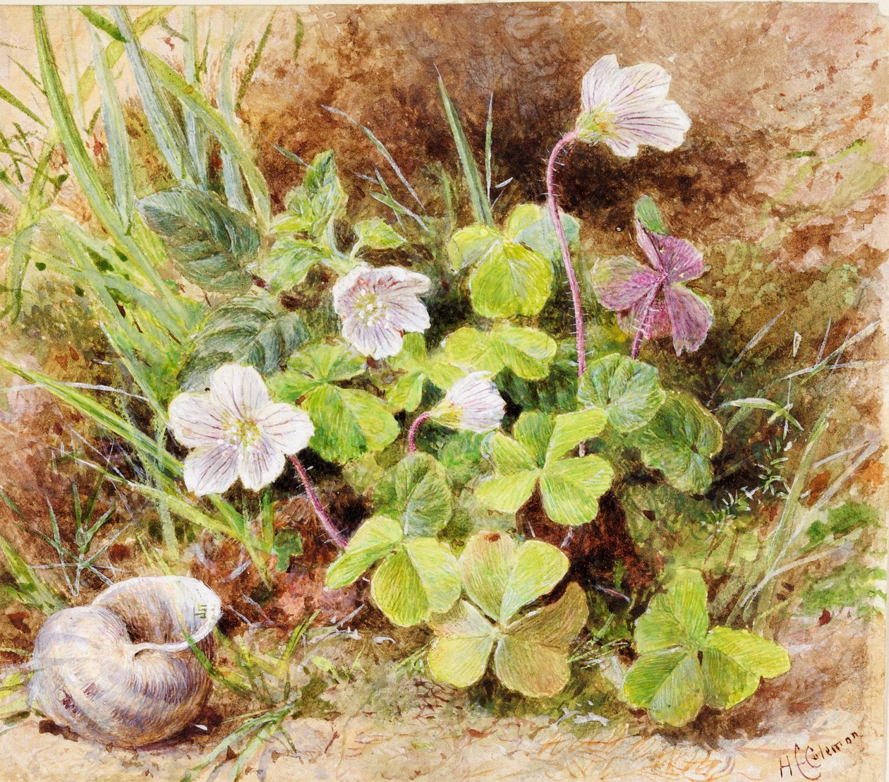 Zuring en schelp, ca. 1865-74 door Helen Cordelia Coleman Angell