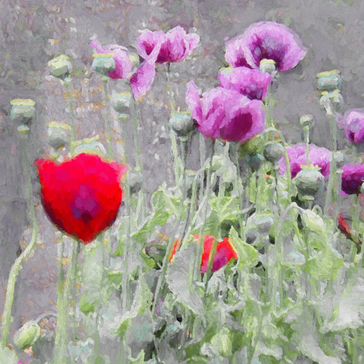 Klaprozen, 2018 door Helen White