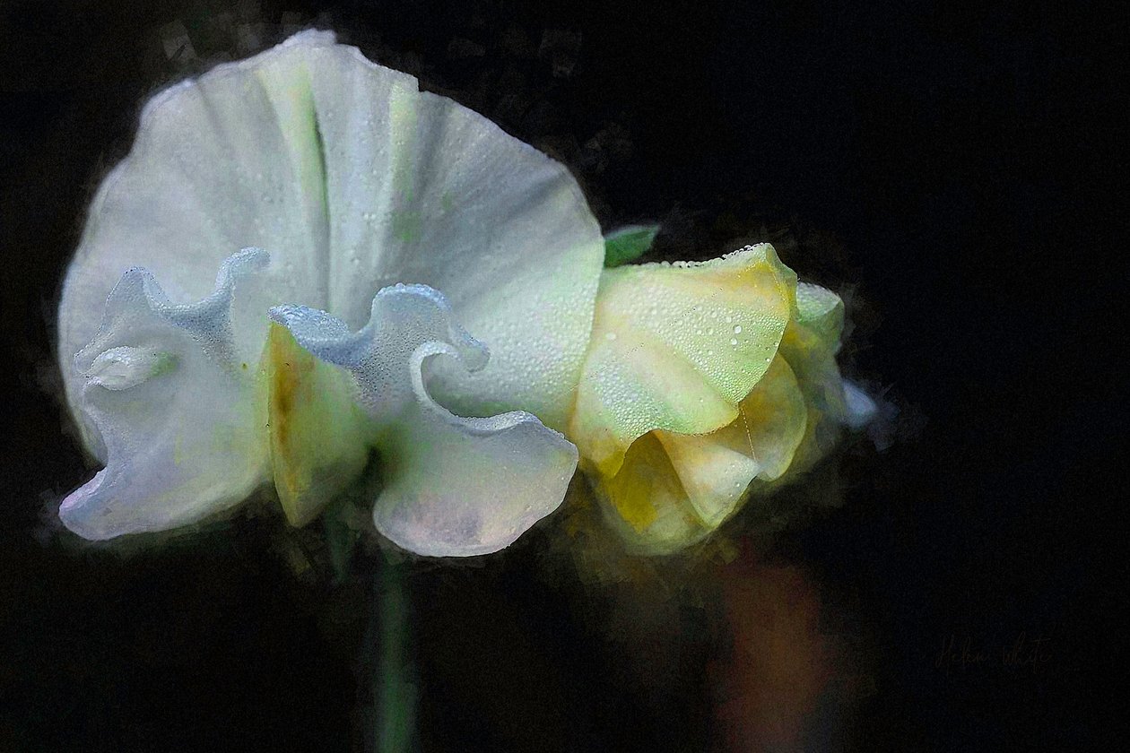 Herfstlathyrus II, 2018 door Helen White