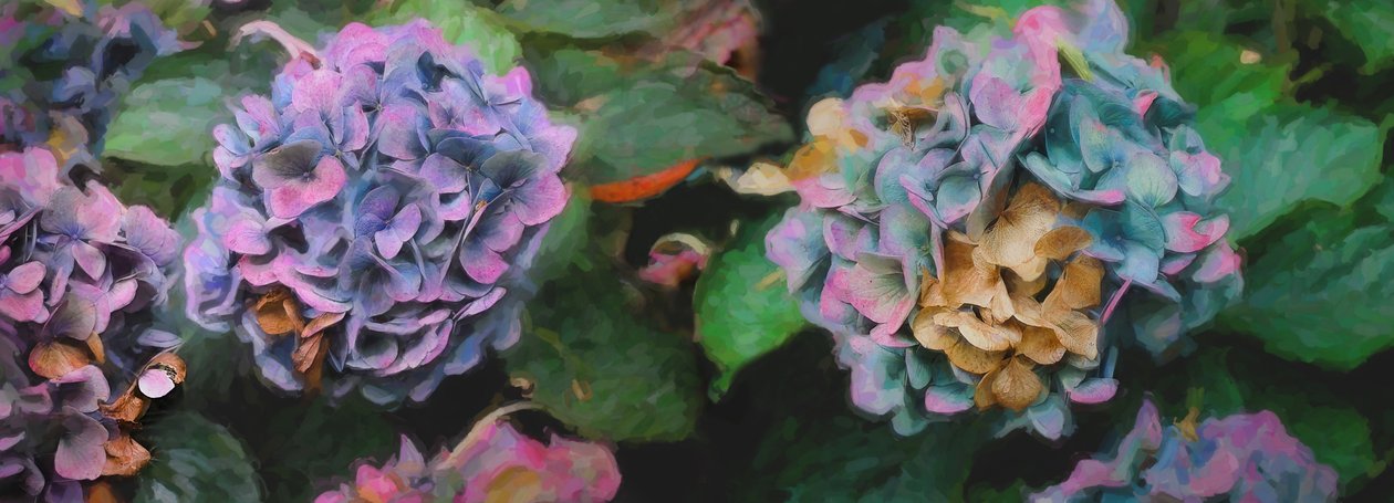 Hortensia