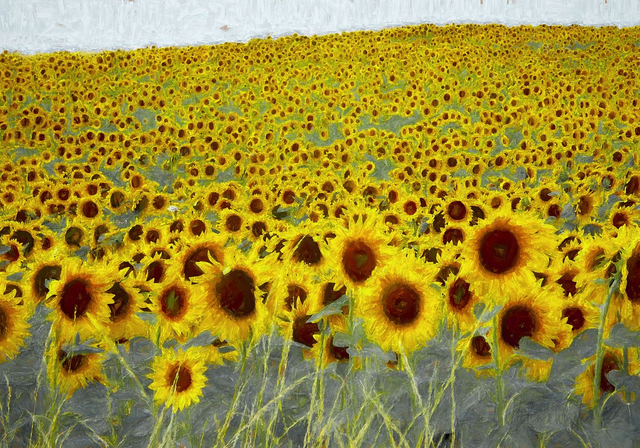 zonnebloemveld door Helen White