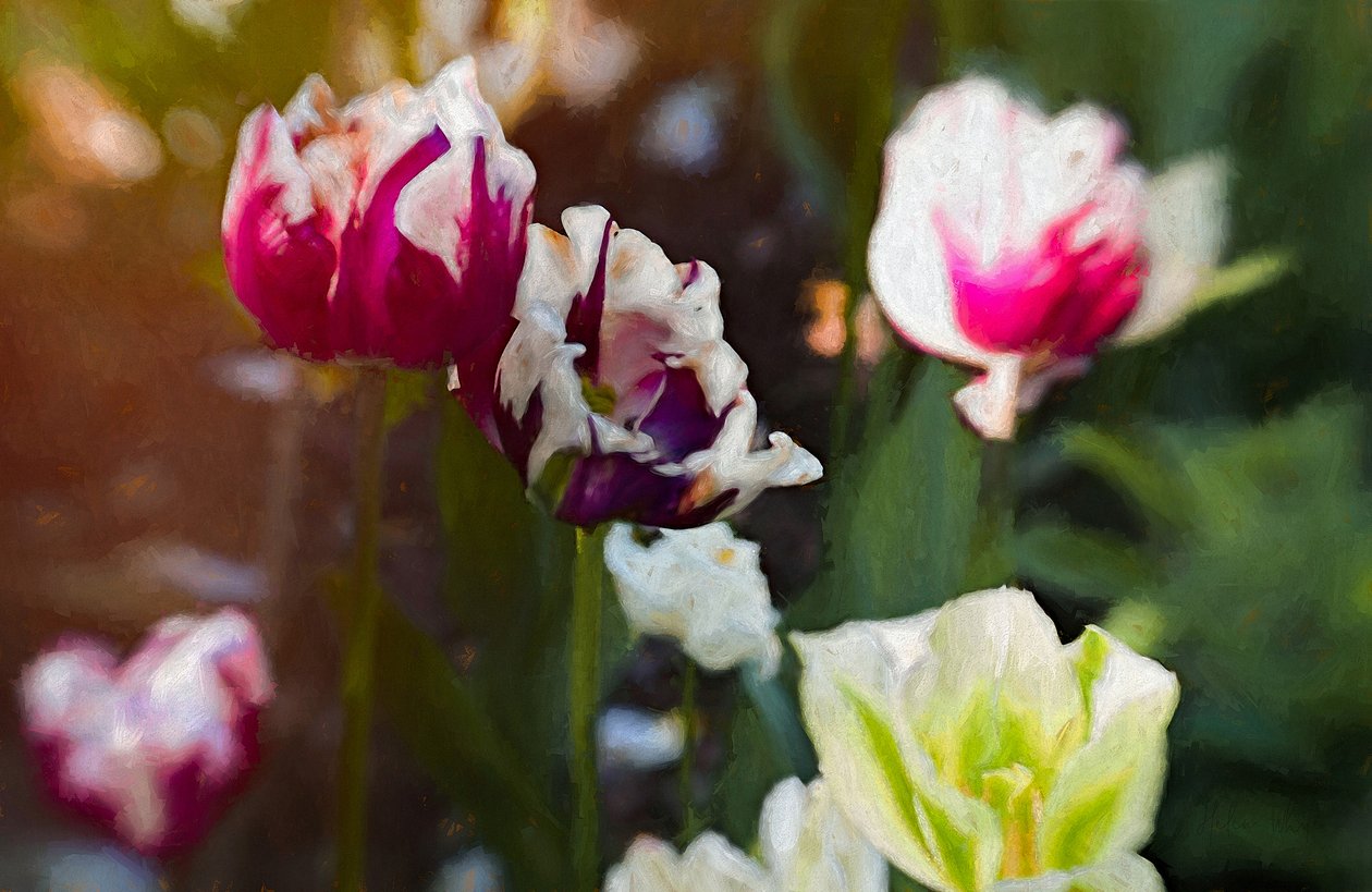 Tulpenveld, 2019 door Helen White