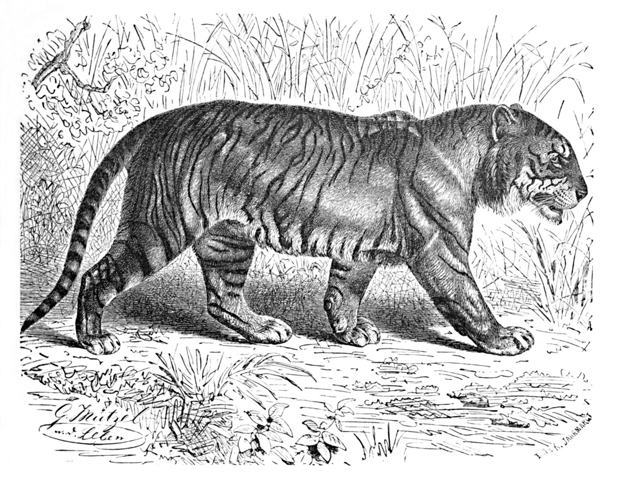 Bengaalse Tijger, ca. 1900 door Helena J. Maguire