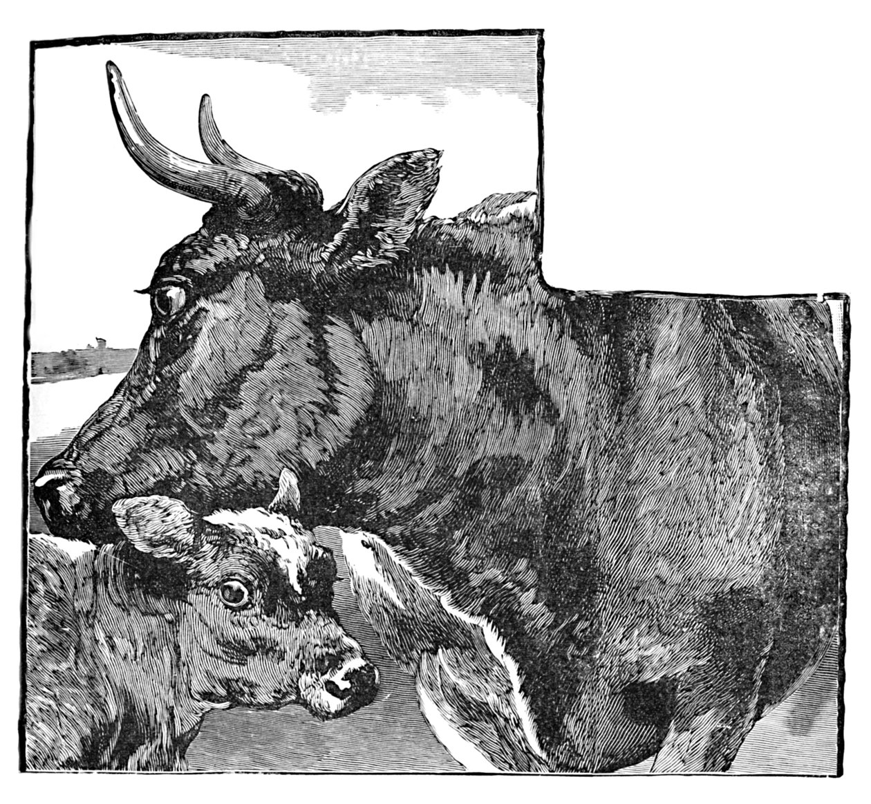 Koe en kalf door Helena J. Maguire