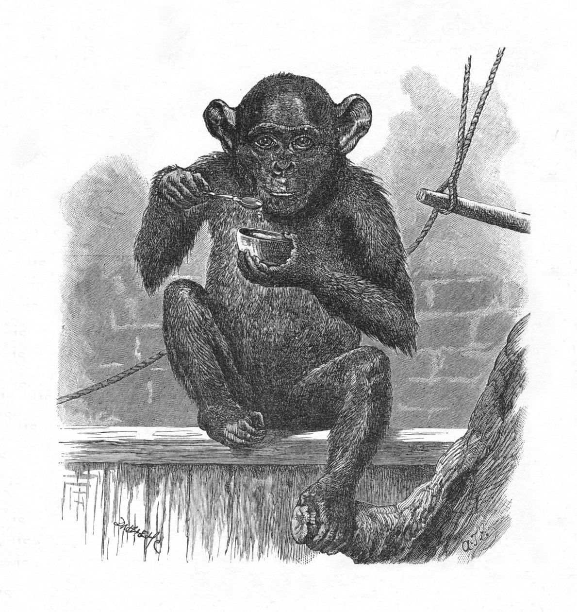 De Chimpansee Sally, ca. 1900 door Helena J. Maguire