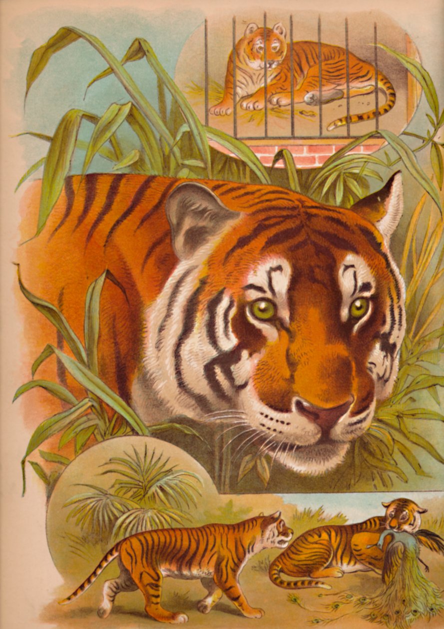De Tijger, ca. 1900 door Helena J. Maguire
