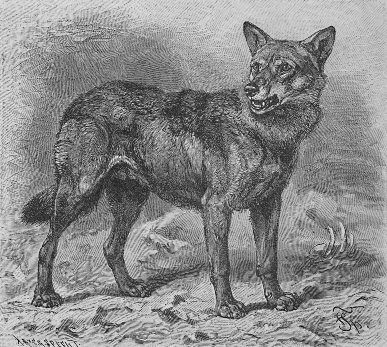 De Wolf, ca. 1900 door Helena J. Maguire