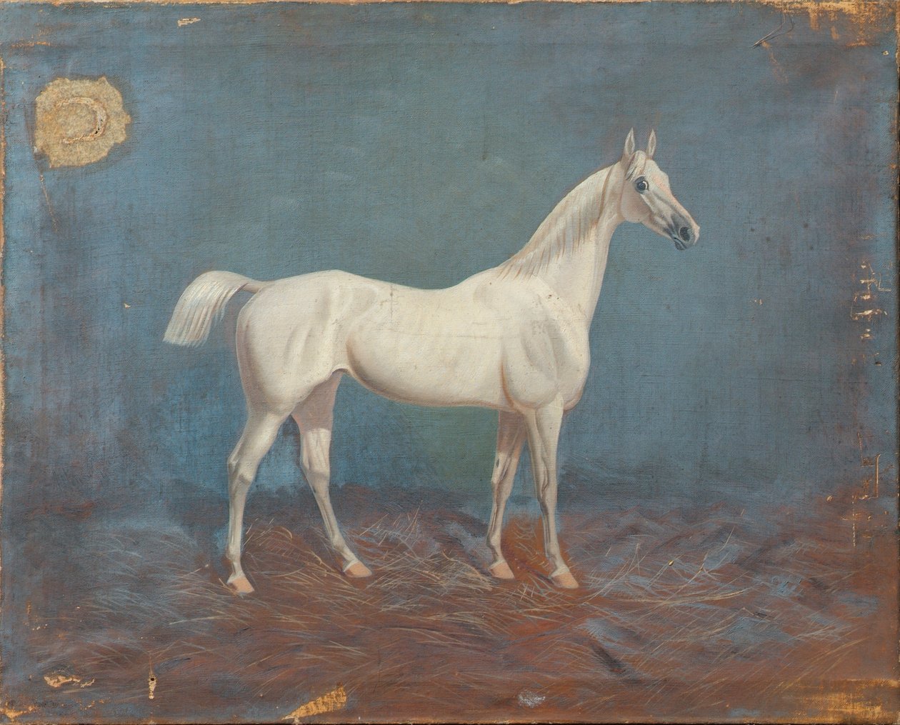 Een Schimmel door Hema A. Groy