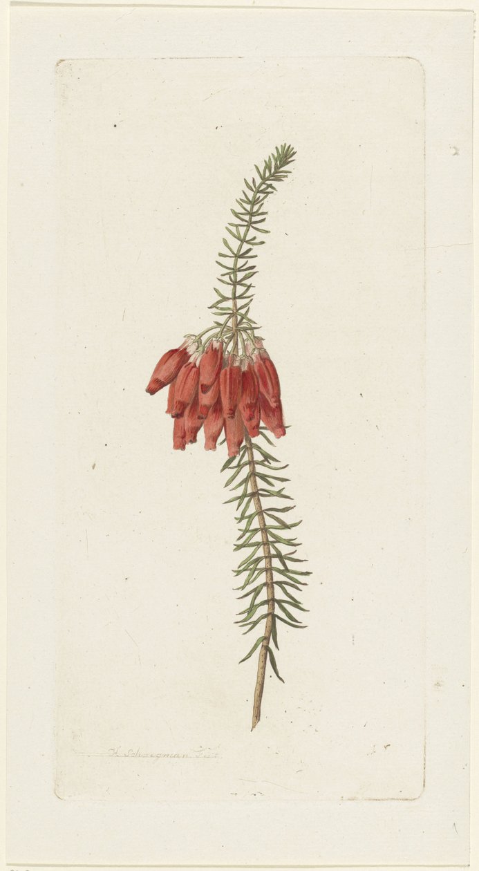 Bloemen (Erica Mammosa) door Hendrik Schwegman