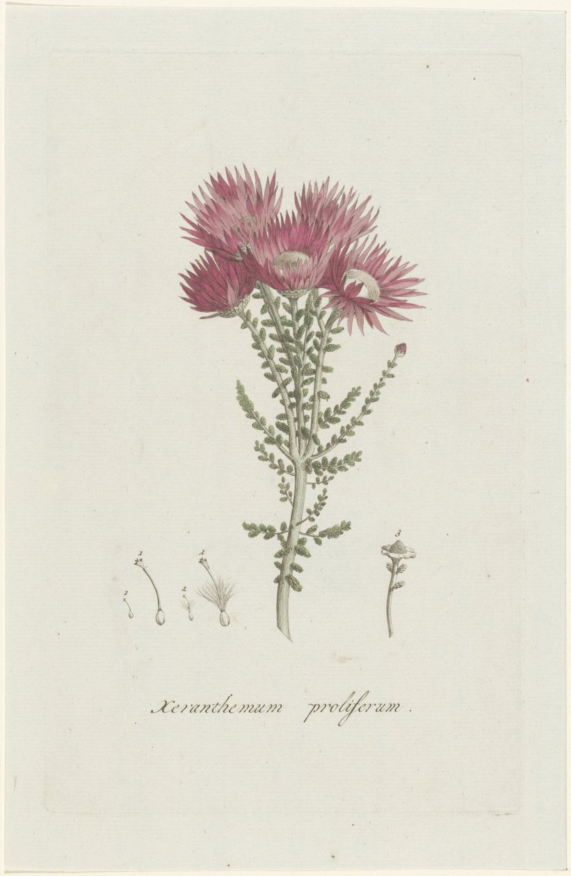 Phaenocoma prolifera Xeranthemum proliferum door Hendrik Schwegman