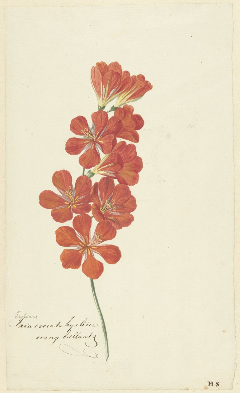 Tritonia Crocata door Hendrik Schwegman