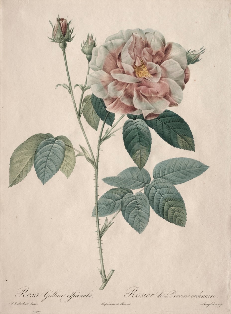 Les Roses: Rosa Gallica door Pierre Joseph Redouté