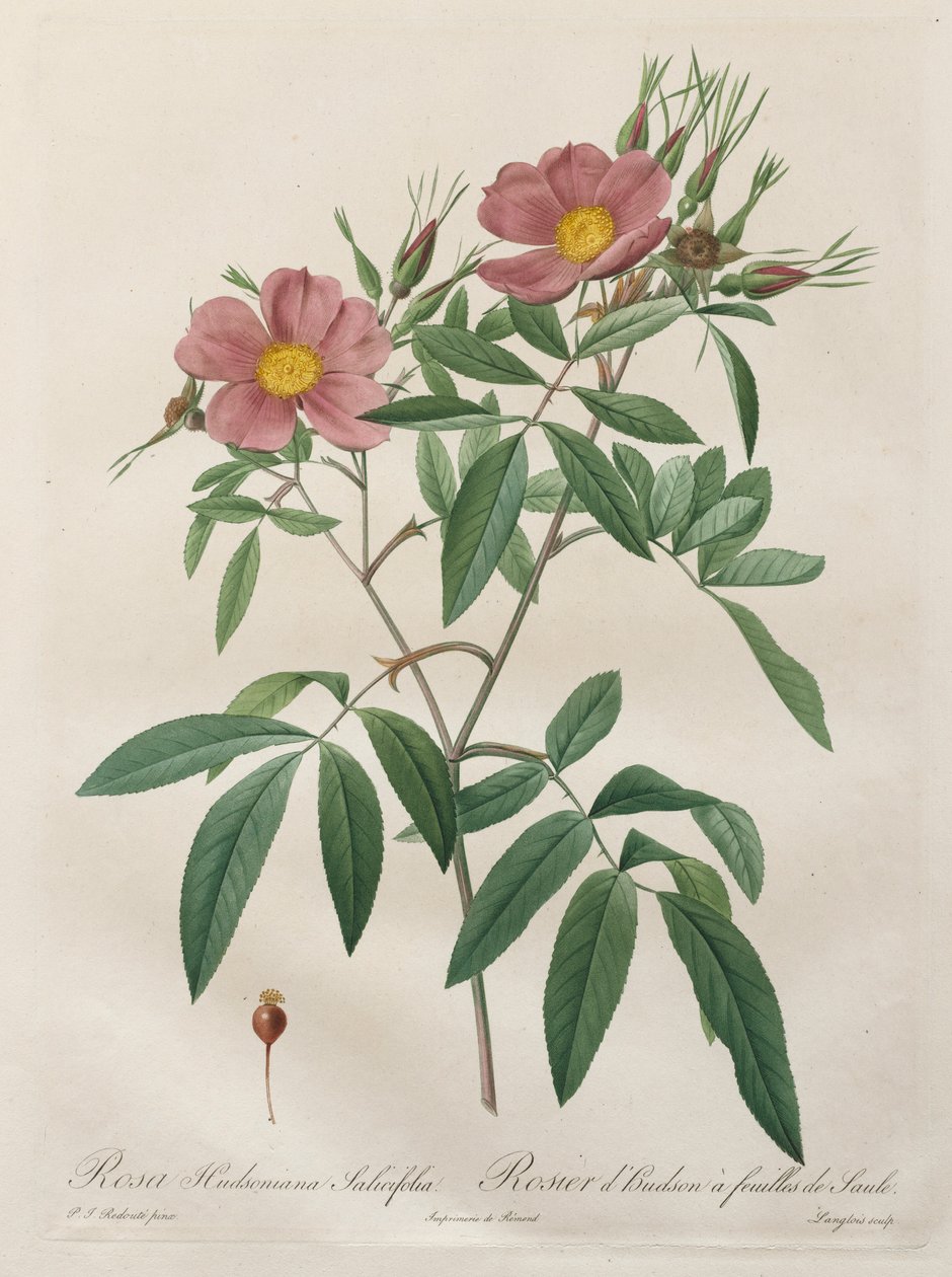 Les Roses: Rosa Hudsoniana Salicifolia, 1817-1824 door Pierre Joseph Redouté