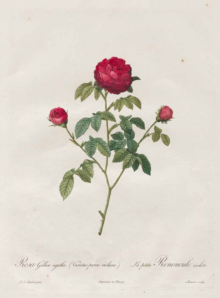 Provence of Franse Roos, 1817-1824 door Pierre Joseph Redouté