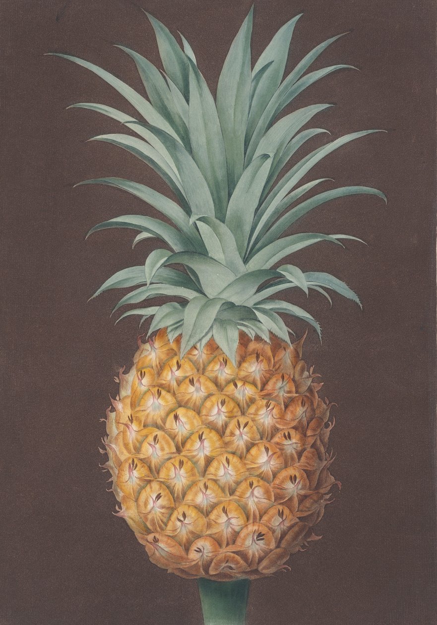 De gladbladige groene Antigua-den door Henri Merke