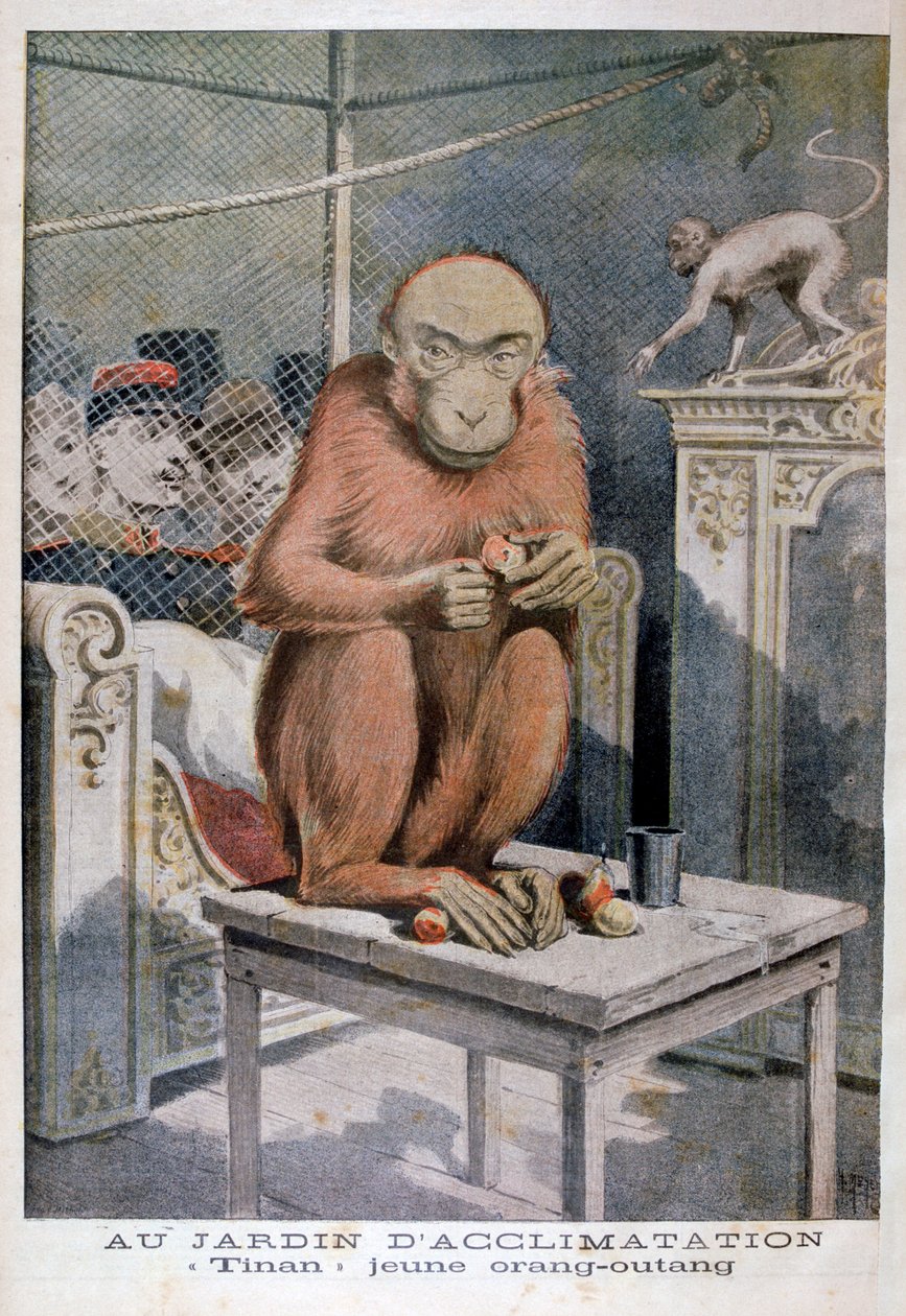 Tinan de orang-oetan, 1896 door Henri Meyer