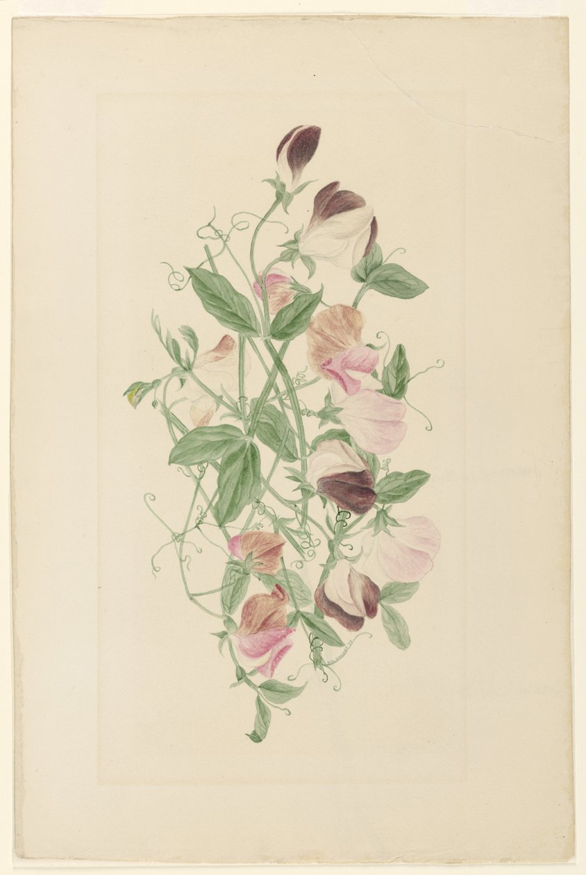 Lathyrus door Henrietta Benson Homer