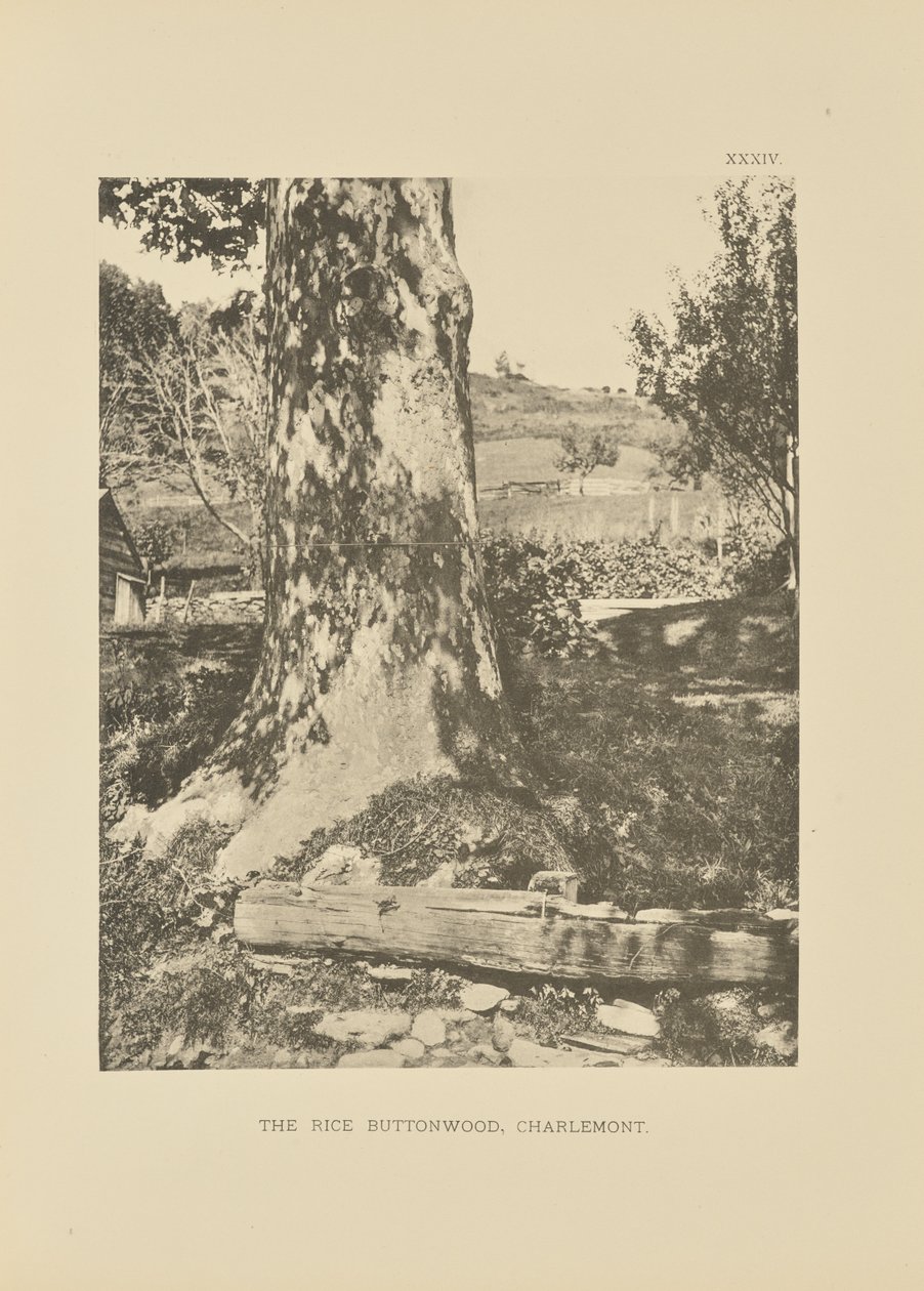The Rice Buttonwood, Charlemont door Henry Brooks