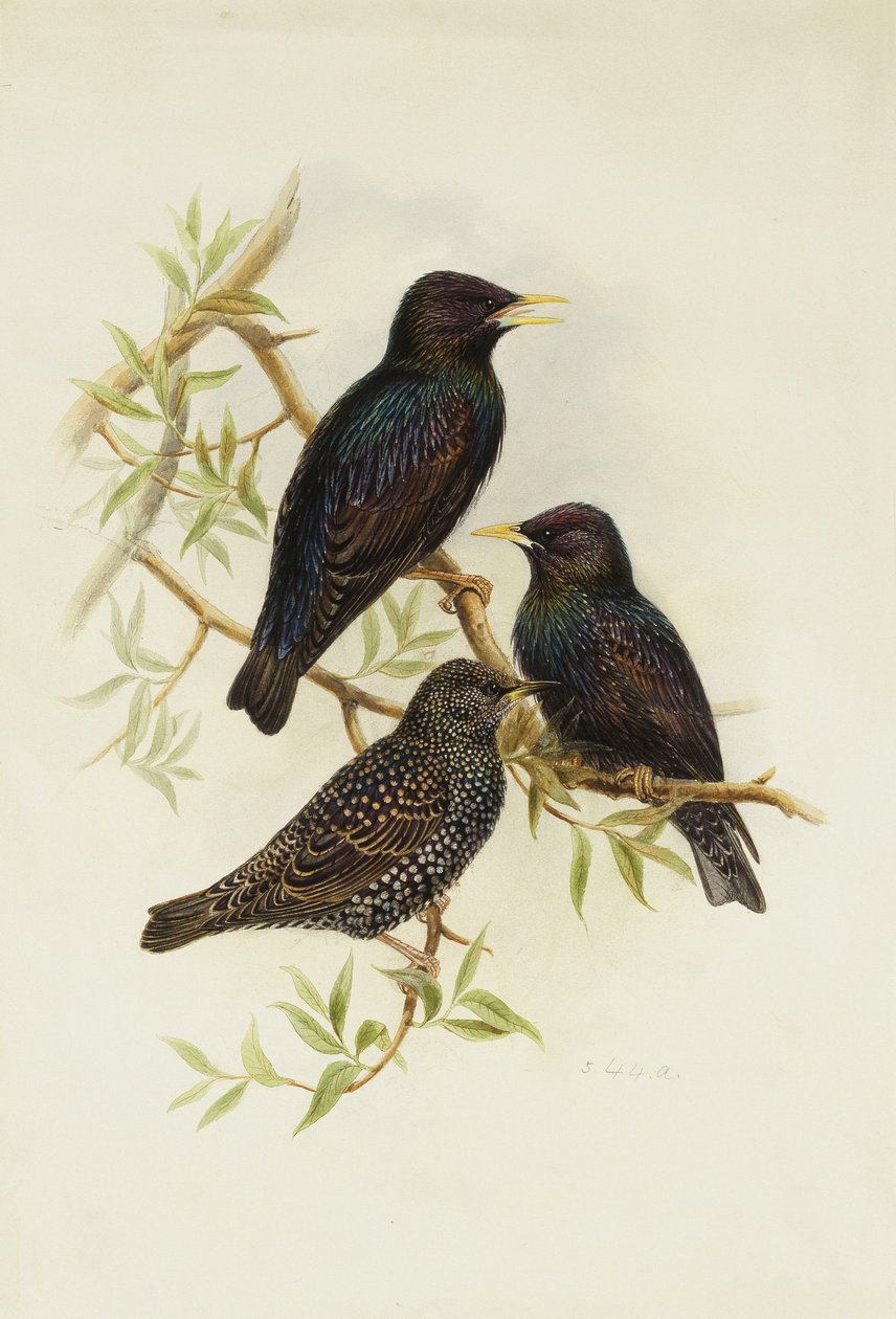 Spreeuw door Henry Constantine Richter