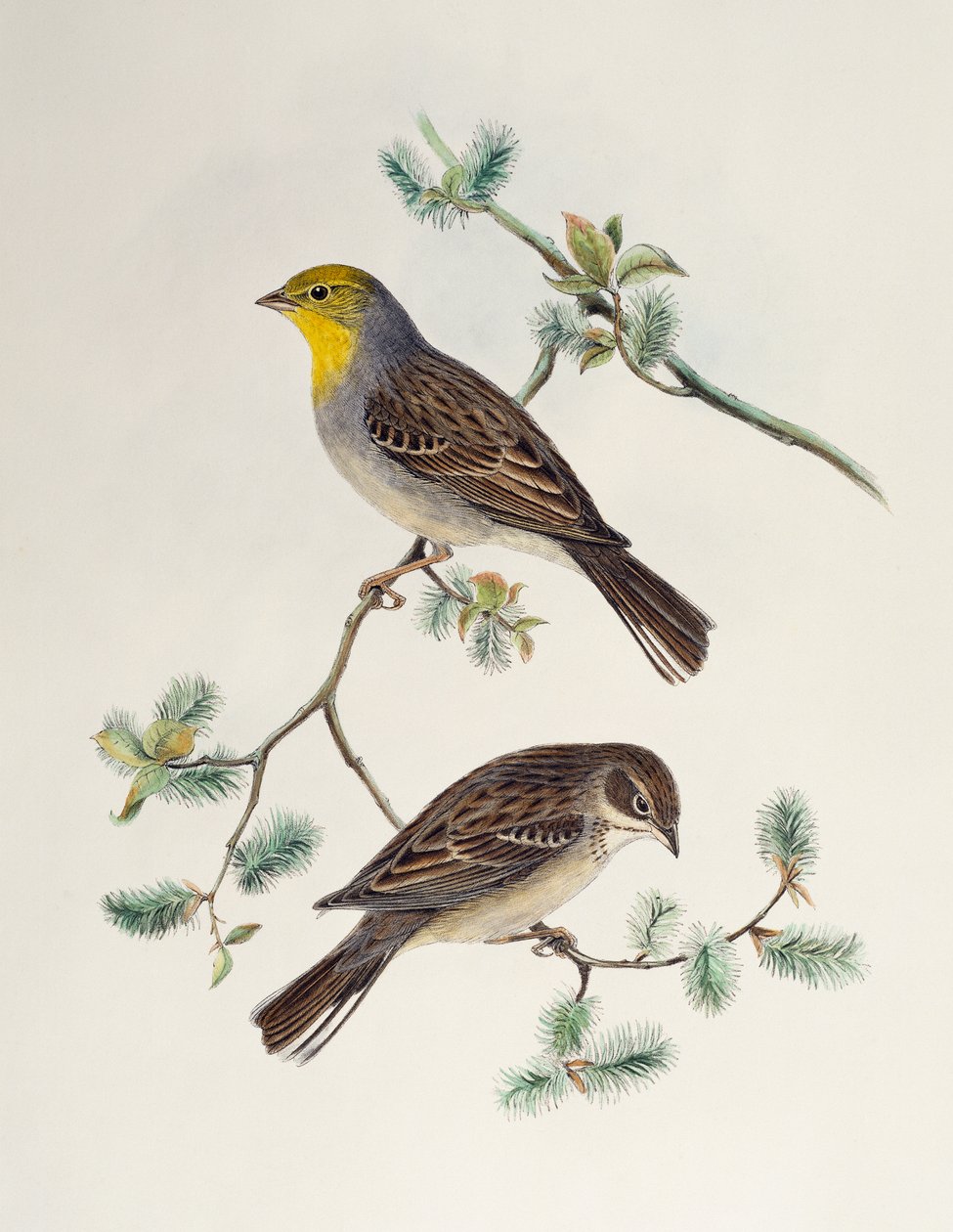Emberiza cinerea, uit Birds of Asia door Henry Constantine Richter